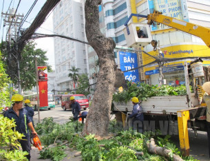 Dịch vụ đốn hạ, di chuyển cây xanh Dịch vụ đốn hạ, di chuyển cây xanh