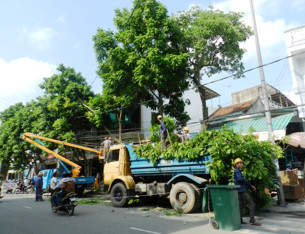 Dịch vụ cắt cây, tỉa cây xanh Dịch vụ cắt cây, tỉa cây xanh