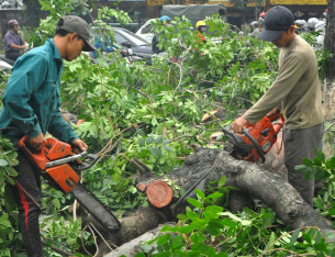 Dịch vụ cắt tỉa, chặt cây, cưa cây tại Tp Hồ Chí Minh giá rẻ Dịch vụ cắt tỉa, chặt cây, cưa cây tại Tp Hồ Chí Minh giá rẻ