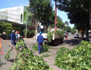 Dịch vụ chặt cây chuyên nghiệp Dịch vụ chặt cây chuyên nghiệp