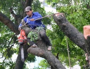 Dịch vụ chặt hạ, cắt tỉa cây xanh tại Hà Nội Dịch vụ chặt hạ, cắt tỉa cây xanh tại Hà Nội